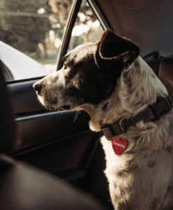 ΟΡΦΕΑΣ ΚΡΕΜΑΣΤΟ